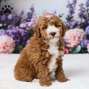 Beau, Miniature Poodle Puppy
